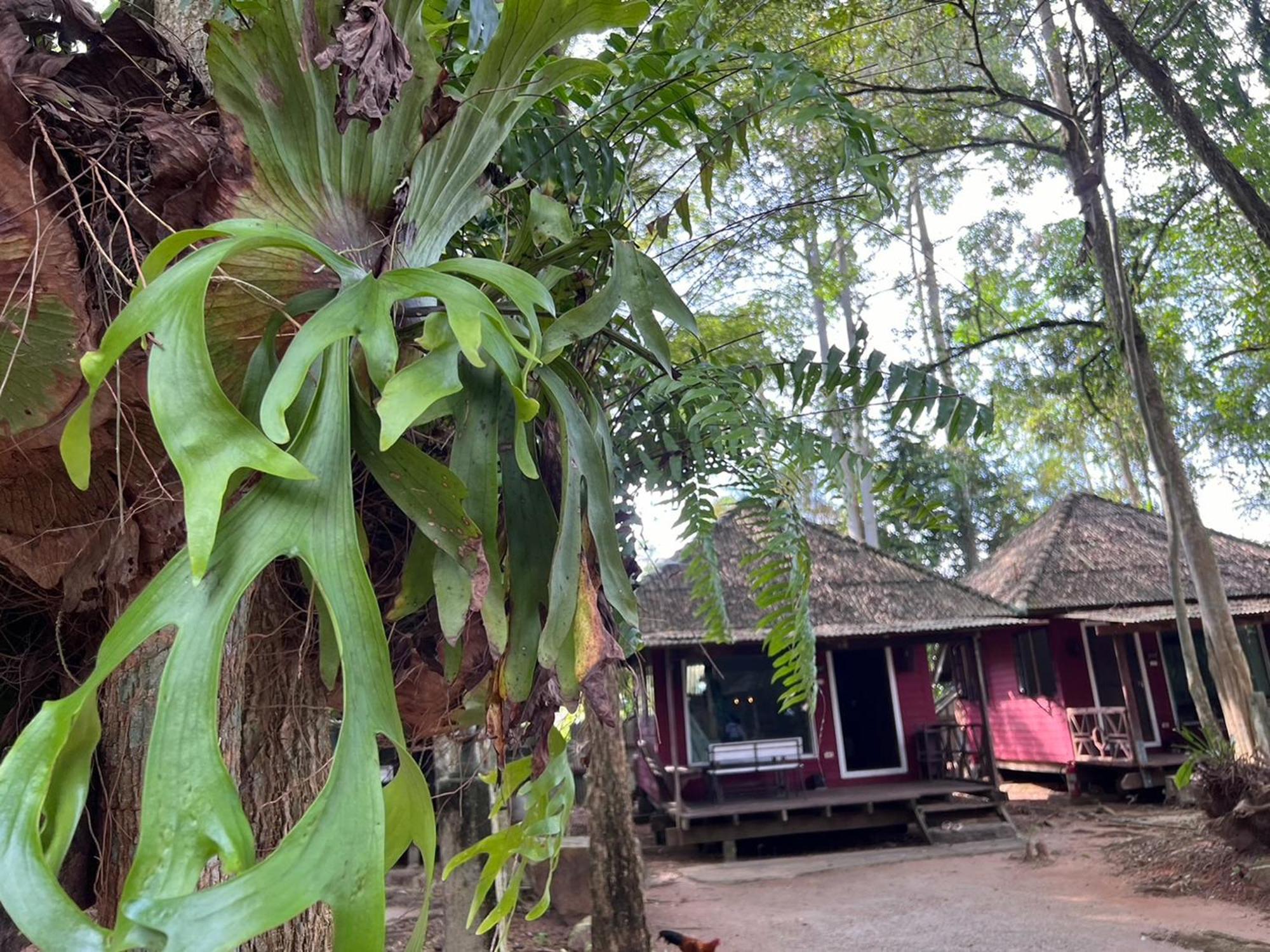 Pang Mai Resort Songkhla Extérieur photo